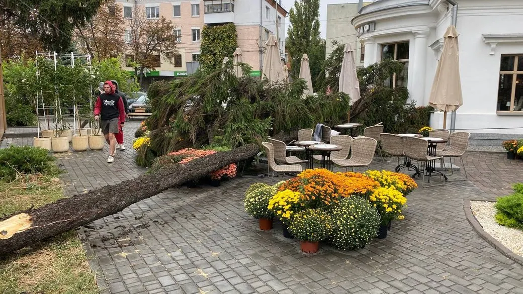Полтавка, на яку впало дерево, судиться з міськрадою: перше засідання відбулося