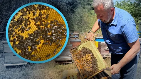 Бджоли й війна: як пасічники з Полтавщини зберігають унікальну породу