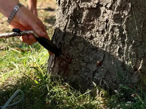 У Полтаві вперше рятують каштани від молі ін’єкціями