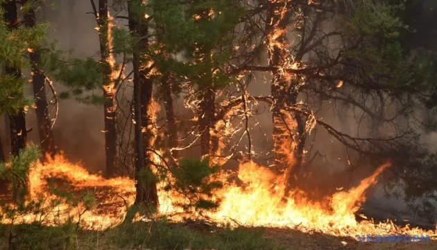 У Бельгії гасять найбільшу в історії лісову пожежу біля німецького кордону