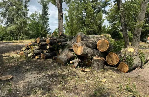На центральному пляжі Полтави вирубують аварійні дерева та готують зону відпочинку
